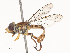  (Toxomerus intermedius - CBG-A48609-E06)  @11 [ ] CreativeCommons - Attribution Share - Alike (2024) CBG Photography Group Centre for Biodiversity Genomics