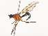 (Ptilosphen dubius - CBG-A48542-E02)  @11 [ ] CreativeCommons - Attribution Share - Alike (2024) CBG Photography Group Centre for Biodiversity Genomics