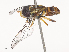  ( - CBG-A51073-H02)  @11 [ ] CreativeCommons - Attribution Share - Alike (2024) CBG Photography Group Centre for Biodiversity Genomics