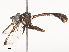  ( - CBG-A51885-D04)  @11 [ ] CreativeCommons - Attribution Share - Alike (2024) CBG Photography Group Centre for Biodiversity Genomics