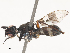  ( - CBG-A53605-H08)  @11 [ ] CreativeCommons - Attribution Share - Alike (2024) CBG Photography Group Centre for Biodiversity Genomics