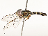  ( - CBG-A58626-F09)  @11 [ ] CreativeCommons - Attribution Share - Alike (2024) CBG Photography Group Centre for Biodiversity Genomics