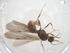  (Pheidole amazonica - CBG-B23147-G01)  @11 [ ] CreativeCommons - Attribution Share - Alike (2025) Centre for Biodiversity Genomics Centre for Biodiversity Genomics