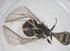  (Atylobaccha - CBG-B23211-F10)  @11 [ ] CreativeCommons - Attribution Share - Alike (2025) Centre for Biodiversity Genomics Centre for Biodiversity Genomics