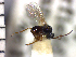  (Periclistus piceus - Ppic-Dpo 10)  @12 [ ] No Rights Reserved  Unspecified Unspecified
