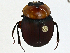  ( - CBG-A00384-A02)  @11 [ ] CreativeCommons - Attribution (2023) CBG Photography Group Centre for Biodiversity Genomics