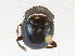  ( - CBG-A21671-G09)  @11 [ ] CreativeCommons - Attribution Share-Alike (2023) CBG Photography Group Centre for Biodiversity Genomics