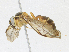  ( - CBG-A21739-C07)  @11 [ ] CreativeCommons - Attribution Share-Alike (2023) CBG Photography Group Centre for Biodiversity Genomics