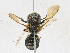  (Megachile COL02 - CBG-A21740-C06)  @11 [ ] CreativeCommons - Attribution Share-Alike (2023) CBG Photography Group Centre for Biodiversity Genomics