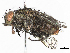  ( - CBG-A21756-A08)  @11 [ ] CreativeCommons - Attribution (2023) CBG Photography Group Centre for Biodiversity Genomics