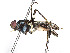  (Grallomyia - CBG-A23293-B08)  @11 [ ] CreativeCommons - Attribution Share - Alike (2023) CBG Photography Group Centre for Biodiversity Genomics