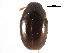  (Olibrus rufipes - CCDB-24288-C03)  @11 [ ] CreativeCommons - Attribution (2015) CBG Photography Group Centre for Biodiversity Genomics