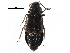  ( - CCDB-24288-F07)  @11 [ ] CreativeCommons - Attribution (2015) CBG Photography Group Centre for Biodiversity Genomics
