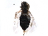  ( - CCDB-24288-F10)  @11 [ ] CreativeCommons - Attribution (2015) CBG Photography Group Centre for Biodiversity Genomics