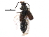  ( - CCDB-24288-F11)  @11 [ ] CreativeCommons - Attribution (2015) CBG Photography Group Centre for Biodiversity Genomics