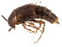  ( - CCDB-24289-A09)  @11 [ ] CreativeCommons - Attribution (2015) CBG Photography Group Centre for Biodiversity Genomics