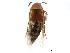  ( - CCDB-24289-A12)  @11 [ ] CreativeCommons - Attribution (2015) CBG Photography Group Centre for Biodiversity Genomics
