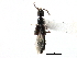  ( - CCDB-24289-B11)  @11 [ ] CreativeCommons - Attribution (2015) CBG Photography Group Centre for Biodiversity Genomics