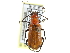  ( - CCDB-24289-E03)  @11 [ ] CreativeCommons - Attribution (2015) CBG Photography Group Centre for Biodiversity Genomics