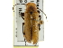  ( - CCDB-24289-E06)  @11 [ ] CreativeCommons - Attribution (2015) CBG Photography Group Centre for Biodiversity Genomics