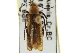  ( - CCDB-24289-E07)  @11 [ ] CreativeCommons - Attribution (2015) CBG Photography Group Centre for Biodiversity Genomics