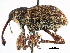  (Curculio aurivestis - CCDB-28928-G02)  @11 [ ] CreativeCommons - Attribution (2015) CBG Photography Group Centre for Biodiversity Genomics