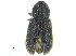  (Procryphalus utahensis - CCDB-28929-D07)  @11 [ ] CreativeCommons - Attribution (2015) CBG Photography Group Centre for Biodiversity Genomics