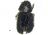  (Conophthorus coniperda - CCDB-28929-D09)  @11 [ ] CreativeCommons - Attribution (2015) CBG Photography Group Centre for Biodiversity Genomics