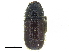  (Conophthorus resinosae - CCDB-28929-E02)  @11 [ ] CreativeCommons - Attribution (2015) CBG Photography Group Centre for Biodiversity Genomics
