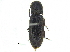  ( - CCDB-28929-G06)  @11 [ ] CreativeCommons - Attribution (2015) CBG Photography Group Centre for Biodiversity Genomics