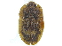  ( - CCDB-28929-H11)  @11 [ ] CreativeCommons - Attribution (2015) CBG Photography Group Centre for Biodiversity Genomics