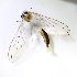  (Dioptopsis - BIOUG57604-H07)  @11 [ ] CreativeCommons - Attribution Share-Alike (2021) Unspecified University of Lodz, Faculty of Biology and Environmental Protection