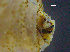  (Cordylobia rodhaini - UG-01)  @11 [ ] Copyright (2025) Beata Biernat Medical University of Gdansk