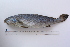  (Argyrosomus regius - ASR-BD-8)  @11 [ ] CreativeCommons - Attribution Share-Alike (2024) Unspecified Institut National de Recherche Halieutique, Maroc