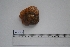  (Umbraculidae - GAP-MD-2)  @11 [ ] Unspecified (default): All Rights Reserved (2024) Institut National de Recherche Halieutique, Maroc Institut National de Recherche Halieutique, Maroc