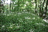  ( - 026_022)  @11 [ ] CreativeCommons-Attribution Non-Commercial Share-Alike (2020) Kostrzyca Forest Gene Bank Kostrzyca Forest Gene Bank