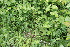  ( - 059_006)  @11 [ ] CreativeCommons-Attribution Non-Commercial Share-Alike (2021) Kostrzyca Forest Gene Bank Kostrzyca Forest Gene Bank