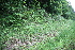  ( - 059_006)  @11 [ ] CreativeCommons-Attribution Non-Commercial Share-Alike (2021) Kostrzyca Forest Gene Bank Kostrzyca Forest Gene Bank
