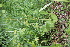  ( - 059_008)  @11 [ ] CreativeCommons-Attribution Non-Commercial Share-Alike (2021) Kostrzyca Forest Gene Bank Kostrzyca Forest Gene Bank