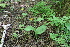  ( - 066_032)  @11 [ ] CreativeCommons-Attribution Non-Commercial Share-Alike (2021) Kostrzyca Forest Gene Bank Kostrzyca Forest Gene Bank