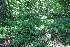  ( - 066_032)  @11 [ ] CreativeCommons-Attribution Non-Commercial Share-Alike (2021) Kostrzyca Forest Gene Bank Kostrzyca Forest Gene Bank