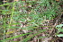  ( - 113_001)  @11 [ ] CreativeCommons-Attribution Non-Commercial Share-Alike (2019) Kostrzyca Forest Gene Bank Kostrzyca Forest Gene Bank