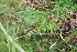  ( - 113_002)  @11 [ ] CreativeCommons-Attribution Non-Commercial Share-Alike (2019) Kostrzyca Forest Gene Bank Kostrzyca Forest Gene Bank