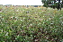  ( - 113_002)  @11 [ ] CreativeCommons-Attribution Non-Commercial Share-Alike (2019) Kostrzyca Forest Gene Bank Kostrzyca Forest Gene Bank