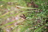  ( - 113_003)  @11 [ ] CreativeCommons-Attribution Non-Commercial Share-Alike (2019) Kostrzyca Forest Gene Bank Kostrzyca Forest Gene Bank