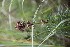  ( - 113_004)  @11 [ ] CreativeCommons-Attribution Non-Commercial Share-Alike (2019) Kostrzyca Forest Gene Bank Kostrzyca Forest Gene Bank