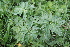  ( - 114_002)  @11 [ ] Unspecified (default): All Rights Reserved (2019) Kostrzyca Forest Gene Bank Kostrzyca Forest Gene Bank