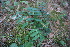  ( - 117_001)  @11 [ ] Unspecified (default): All Rights Reserved (2019) Kostrzyca Forest Gene Bank Kostrzyca Forest Gene Bank