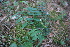  ( - 117_017)  @11 [ ] Unspecified (default): All Rights Reserved (2019) Kostrzyca Forest Gene Bank Kostrzyca Forest Gene Bank