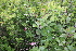  ( - 117_026)  @11 [ ] CreativeCommons-Attribution Non-Commercial Share-Alike (2021) Kostrzyca Forest Gene Bank Kostrzyca Forest Gene Bank